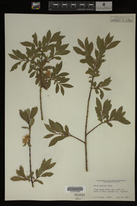 Image Associated With the Occurrence