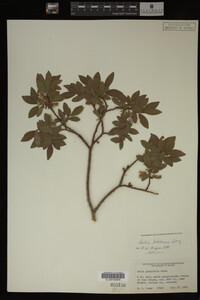 Image Associated With the Occurrence