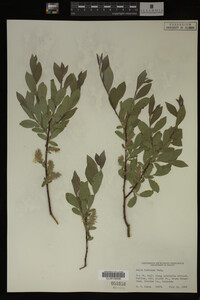 Image Associated With the Occurrence