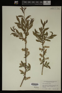 Salix bebbiana image