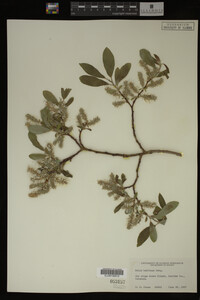 Salix bebbiana image