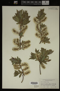 Salix bebbiana image