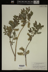 Image Associated With the Occurrence