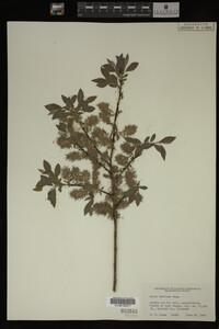 Image Associated With the Occurrence