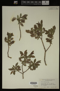Salix bebbiana image