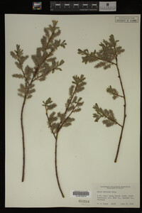 Salix bebbiana image
