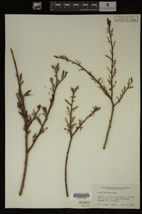 Salix bebbiana image