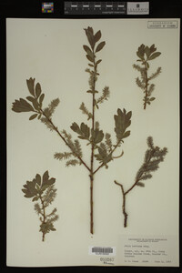 Salix bebbiana image