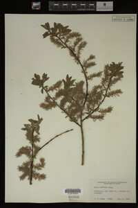 Salix bebbiana image