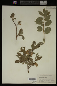 Image Associated With the Occurrence