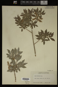 Salix bebbiana image