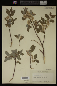 Salix bebbiana image