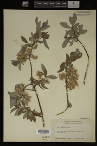 Salix bebbiana image