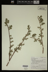 Image Associated With the Occurrence