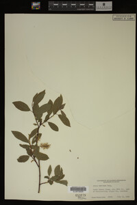 Image Associated With the Occurrence