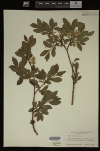 Salix bebbiana image
