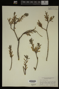 Salix bebbiana image
