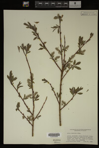 Image Associated With the Occurrence