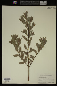 Image Associated With the Occurrence