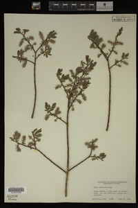 Image Associated With the Occurrence
