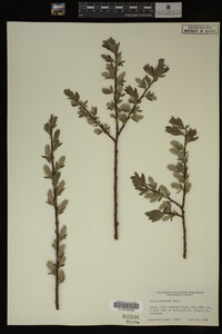 Image Associated With the Occurrence