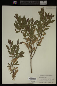 Salix bebbiana image