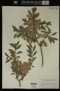 Image Associated With the Occurrence