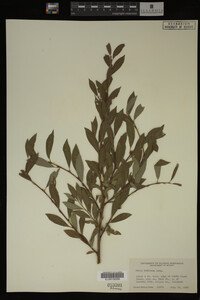 Salix bebbiana image