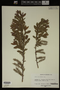 Image Associated With the Occurrence