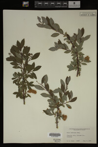 Salix bebbiana image