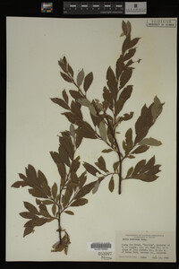 Image Associated With the Occurrence