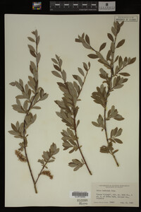 Salix bebbiana image