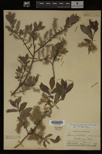 Salix bebbiana image