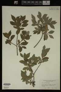 Image Associated With the Occurrence
