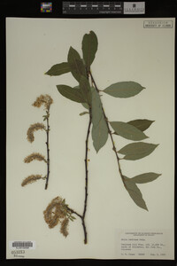 Image Associated With the Occurrence