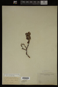 Salix bebbiana image
