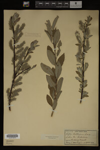 Salix bebbiana image