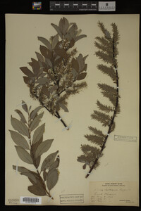 Salix bebbiana image