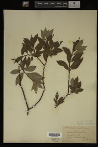 Image Associated With the Occurrence