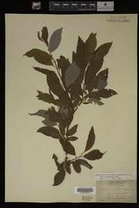 Salix bebbiana image