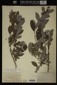 Image Associated With the Occurrence