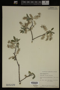 Image Associated With the Occurrence