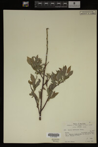 Salix bebbiana image