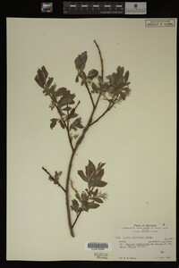 Salix bebbiana image