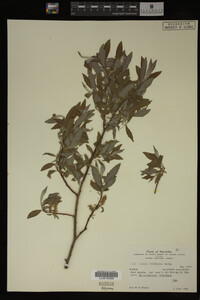 Salix bebbiana image