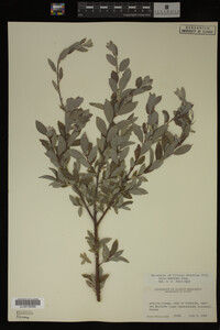 Salix bebbiana image