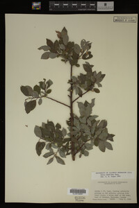 Image Associated With the Occurrence