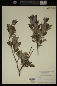 Salix bebbiana image