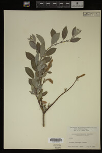 Salix bebbiana image