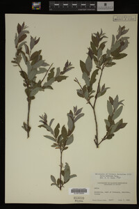 Image Associated With the Occurrence